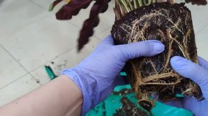 Пересадка калатей Макоя и Сандериана Орната. Деление калатеи Лансифолия.