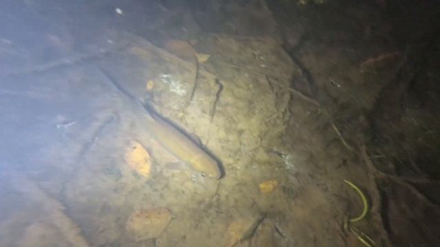 Река Пьяна , август 2019 смотреть онлайн