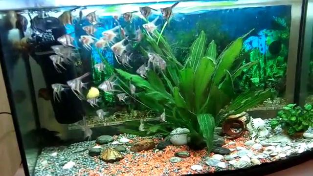 VID 20161201 220050 смотреть онлайн