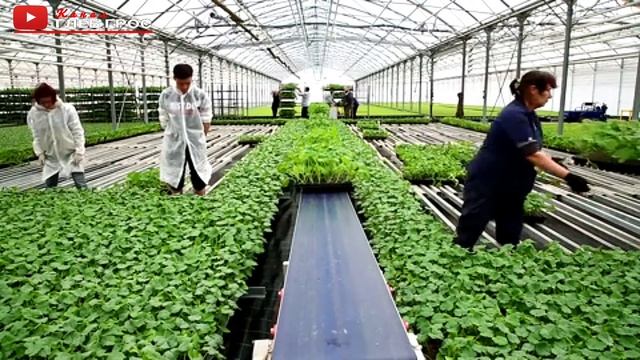 Rassadny complex 拉萨德尼情结 Рассадный комплекс "Росток" 라사드니 콤플렉스 complejo rassadny ラサドニーコンプレックス смотреть онлайн