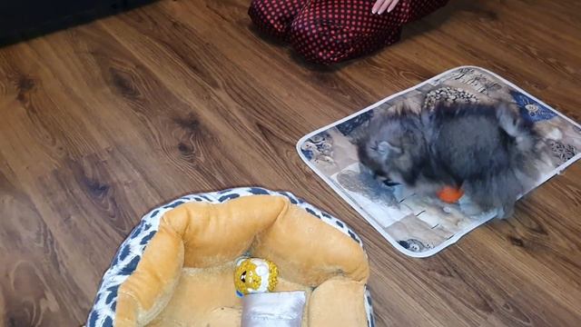 Щенок Шпица - Апорт))) Миленькое видео))) смотреть онлайн