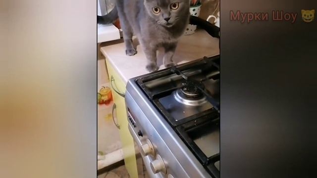 Милые коты и котики ?♥️? Лучшие коты ТикТока ?? смотреть онлайн