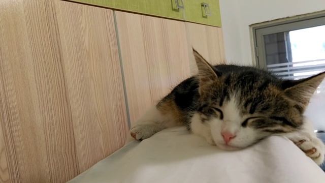 Мотивация на уборку и готовку!Матрасы Икеа ? Выпечка из слоеного теста?? смотреть онлайн