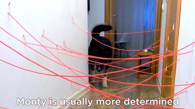 Husky Dogs And Cats Overcome the Obstacle Laser Maze смотреть онлайн