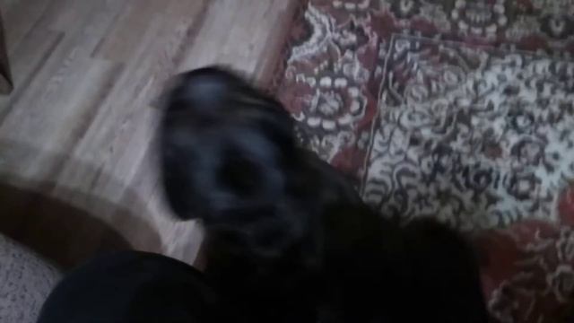 Не сыпь мне соль на рану. Бульдог слушает.