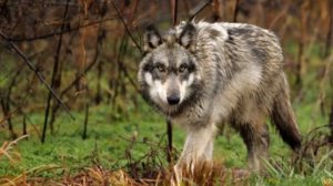 Волк - одиночка вышел на тропу Кабана Секача. ВОЛК ПРОТИВ ВЕПРЯ!
