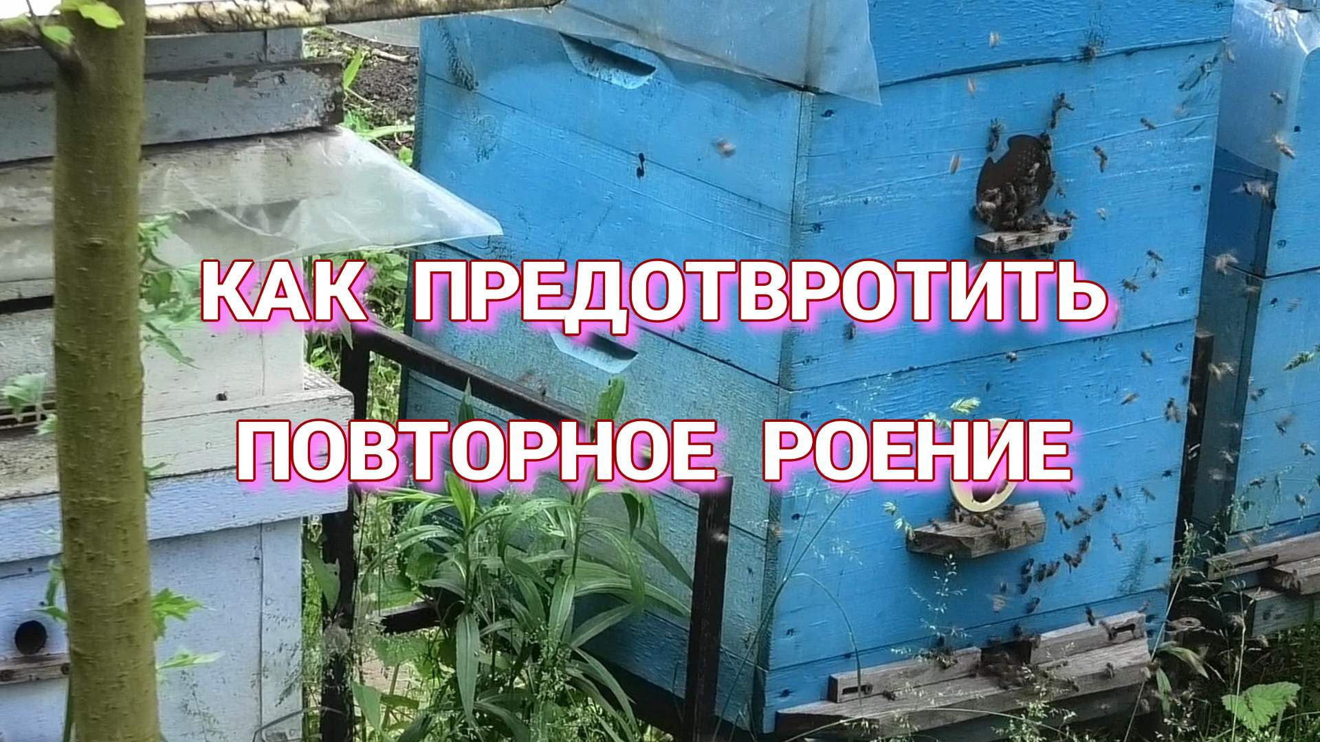СЕМЬЯ ОТПУСТИЛА РОЙ. КАК ПРЕДОТВРОТИТЬ ПОВТОРНОЕ РОЕНИЕ. смотреть онлайн