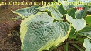 хоста Spartacus