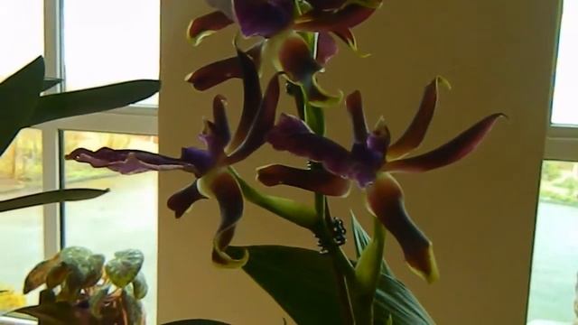 Orchid With Backstory - Zygopetalum смотреть онлайн