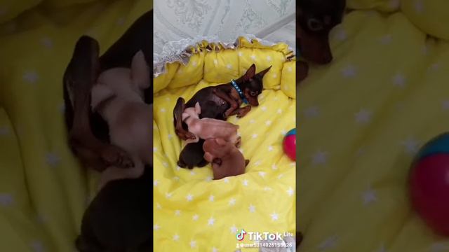 Той-терьер щенки смотреть онлайн