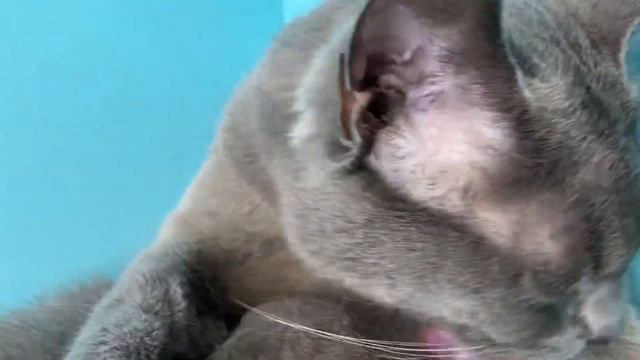 Русская голубая кошка одна из самых чистоплотных представителей кошачих смотреть онлайн