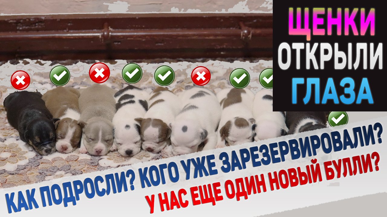 3 из 9 щенков Шурика уже зарезервированы! Кто остался? У нас тоже появился новый щенок! смотреть онлайн