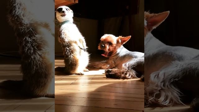 Сурикат и Йорк... Тимон и Пумба ? смотреть онлайн