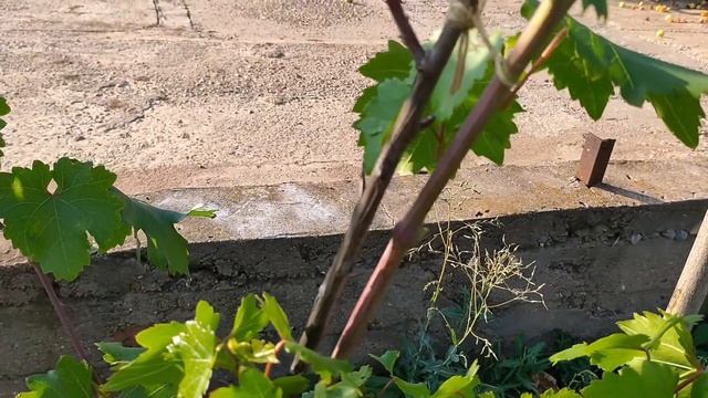 Ошибка виноградаря. Растения на 07.08.2020 смотреть онлайн