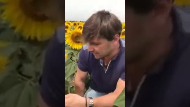 Подсолнух #12 смотреть онлайн