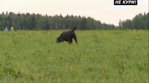 Какую ОХОТНИЧЬЮ собаку выбрать