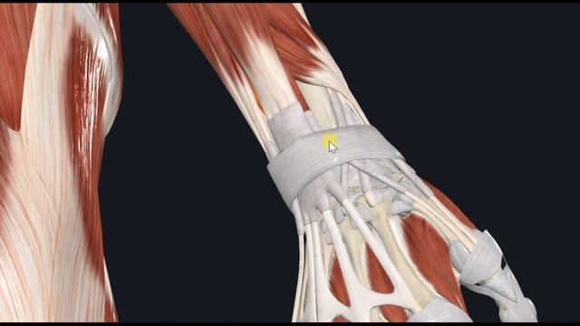 Разгибатель указательного пальца (m. extensor indicis) 3D Анатомия смотреть онлайн