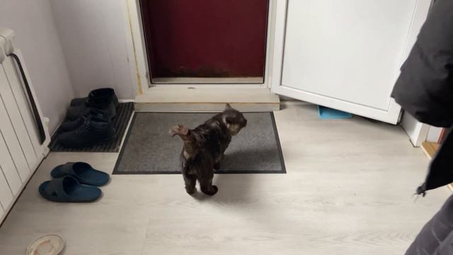 Попросил Мыра посидеть дома | Он от возмущения разговорился смотреть онлайн