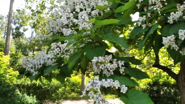 Катальпа бигнониевидная (Catalpa bignonioides) в Симферополе смотреть онлайн