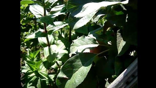 Супер урожай яблок в Сибири. Обзор колоновидных яблонь. Яблони Сибири смотреть онлайн