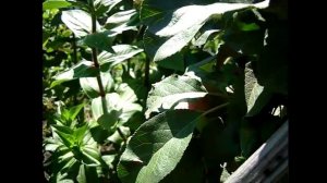 Супер урожай яблок в Сибири. Обзор колоновидных яблонь. Яблони Сибири