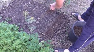 ? Посев укропа и гороха в июле