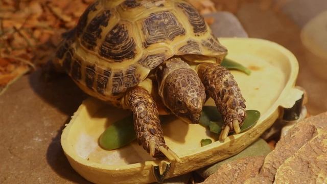 Среднеазиатская черепаха – чем кормить. Что можно и что нельзя давать черепахам? смотреть онлайн