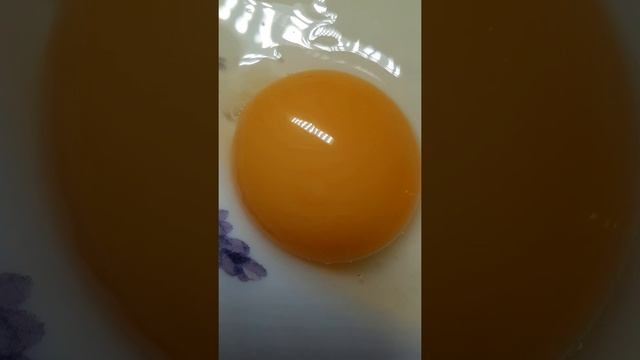 Цыплёнок из яйца/Яйца на инкубацию #shorts #инкубация egg chicken смотреть онлайн