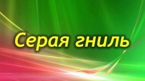Каланхоэ заболел! Болезни и проблемы выращивания каланхоэ! Как лечить?