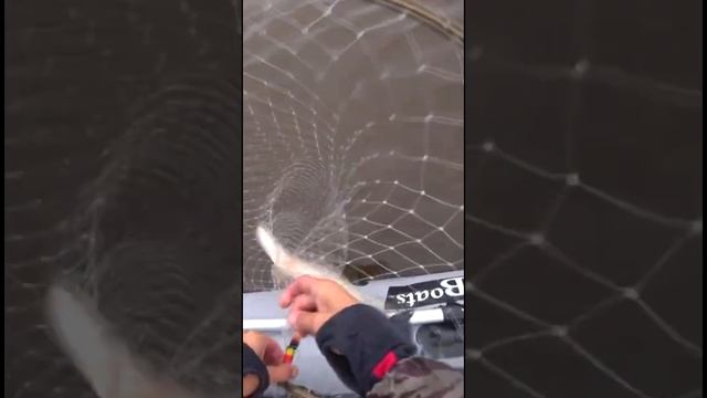 Что с этой рыбой? смотреть онлайн