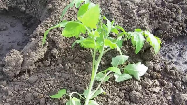 МАЙ (1ч) МАСТЕР-КЛАСС " ВЫСАЖИВАЕМ ТОМАТЫ В ГРУНТ" смотреть онлайн