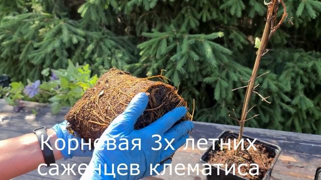 Вишни, Картофель, Томаты, какой им нужен рН?| КИСЛОТНОСТЬ ПОЧВЫ| КАК и ЧЕМ раскислят и подкислять. смотреть онлайн