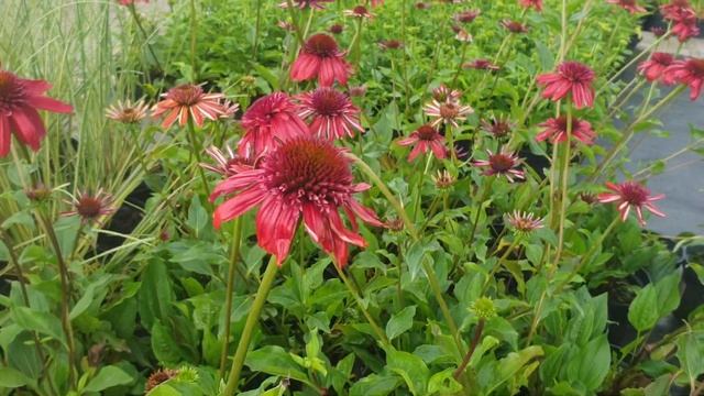Ežiuolė (Echinacea) ‘Eccentric’ PBR