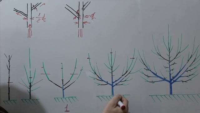 ФОРМИРОВКА низкорослого САДА на семенном подвое смотреть онлайн