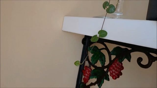 houseplants, rośliny domowe, peperomia prostrata, ceropegia woodii, смотреть онлайн