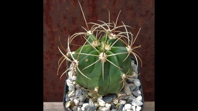 Ferocactus glaucescens смотреть онлайн