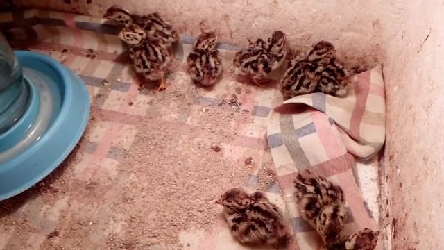 Вывод серых куропаток дома смотреть онлайн