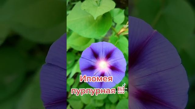 Ипомея пурпурная! #ипомея #shorts #цветы смотреть онлайн