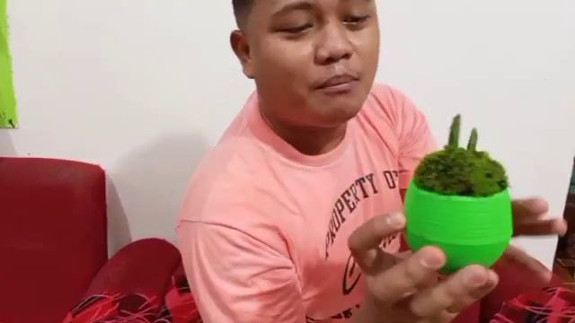 Paano Mag Alaga Ng Halaman? Simula Ng Pagpapadami Ng Halaman