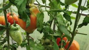 Сорт томата- Древнее сердце Аккви Терме