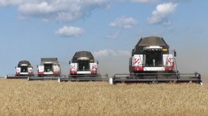 КРАСИВО ИДУТ!  Комбайны ACROS на уборке пшеницы!