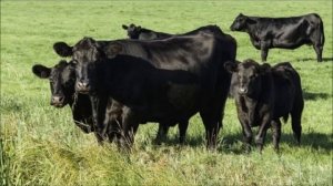 Зерновой откорм бычков на мясо | КРС | Мясное скотоводство