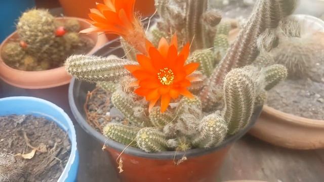 Echinopsis Silvestrii - Chamaecereus Silvestrii Floracion / Cactus Cacahuate / Cactus Cola De Raton