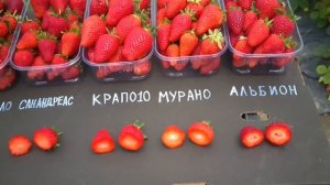 Какой сорт лучший???Обзор нейтралов,ремов.АЛЬБИОН.МУРАНО.КРАПО 10.САН АНДРЕАС.КАБРИЛЛО.