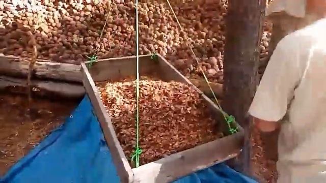 Кедровый орех Республика Бурятия смотреть онлайн