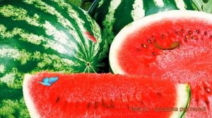 Арбуз обыкновенная Астраханский (astrakhanskiy) ? обзор: как сажать, семена арбуза Астраханский