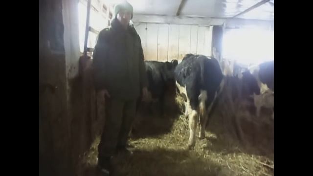 Первый отел! Результаты откорма:живой вес и выход мяса. Вопрос к зрителям. смотреть онлайн