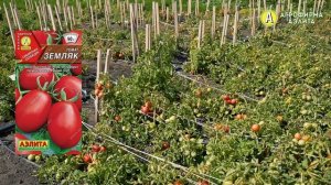 Томат Сибирской Селекции – Сорт Земляк
