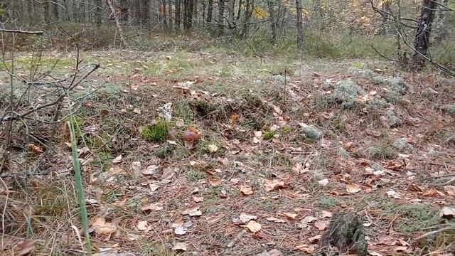 Грибы в конце сентября. Белые грибы и осенние рядовки. смотреть онлайн