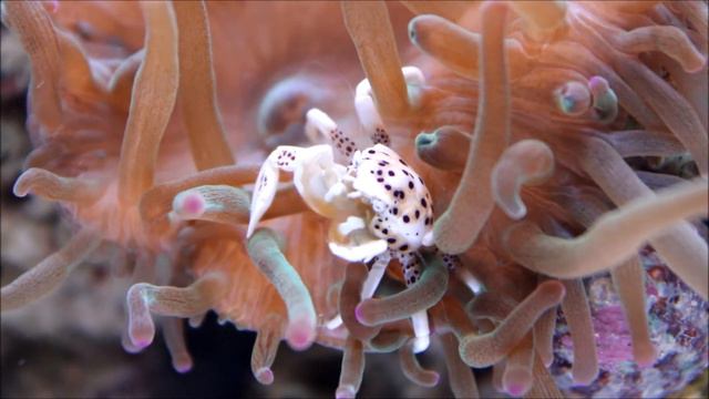 White Porcelain Crab @ Maritime Reef смотреть онлайн
